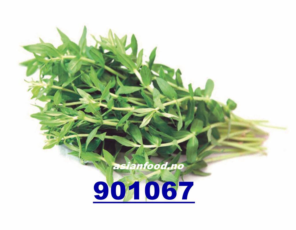 Kayang leaf 80g Rau om TH